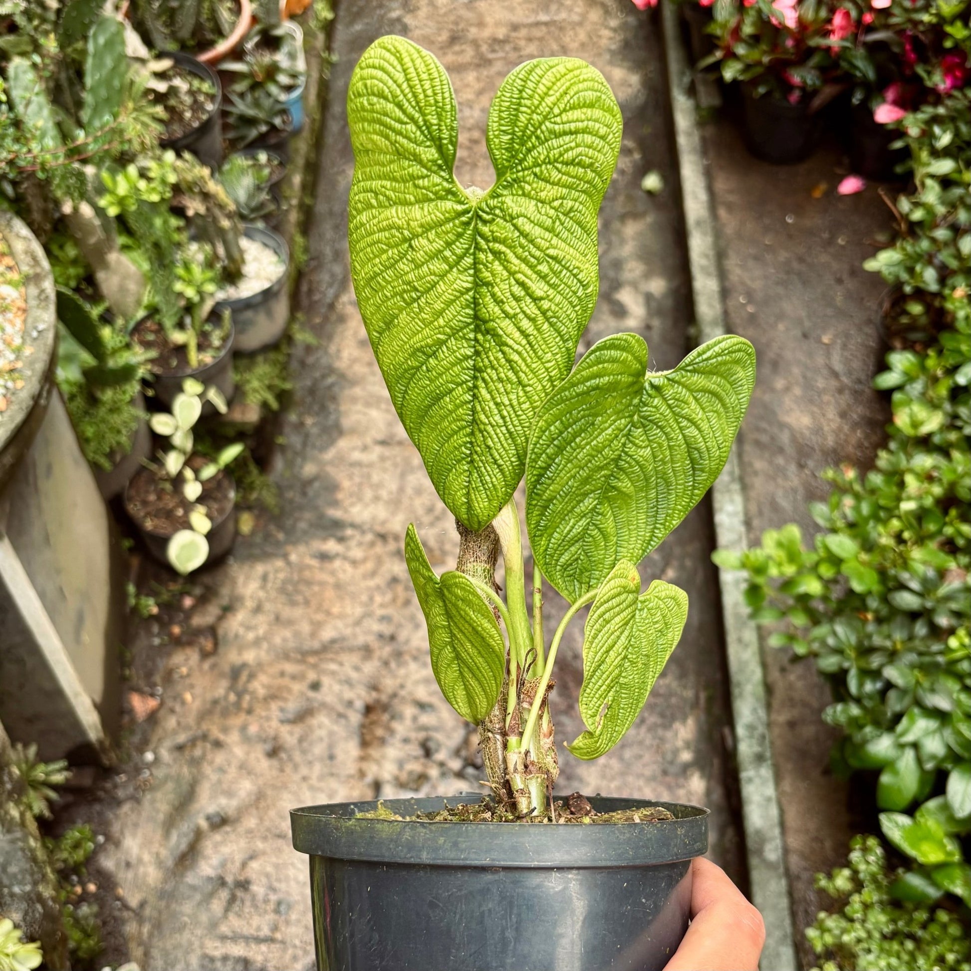 Anturio Corrugatum - Vivero Florecer