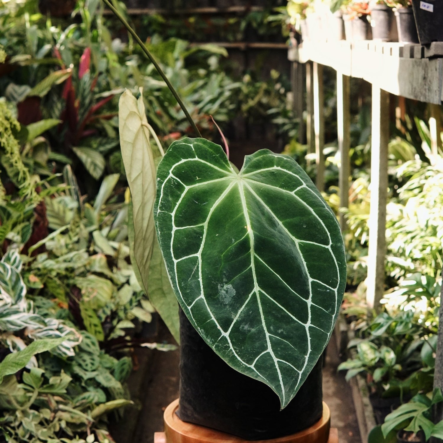 Anturio Cristalino - Vivero Florecer