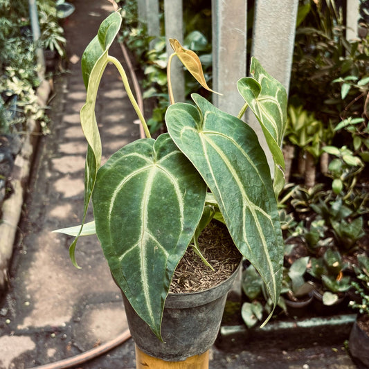 Anturio Cristalino - Vivero Florecer