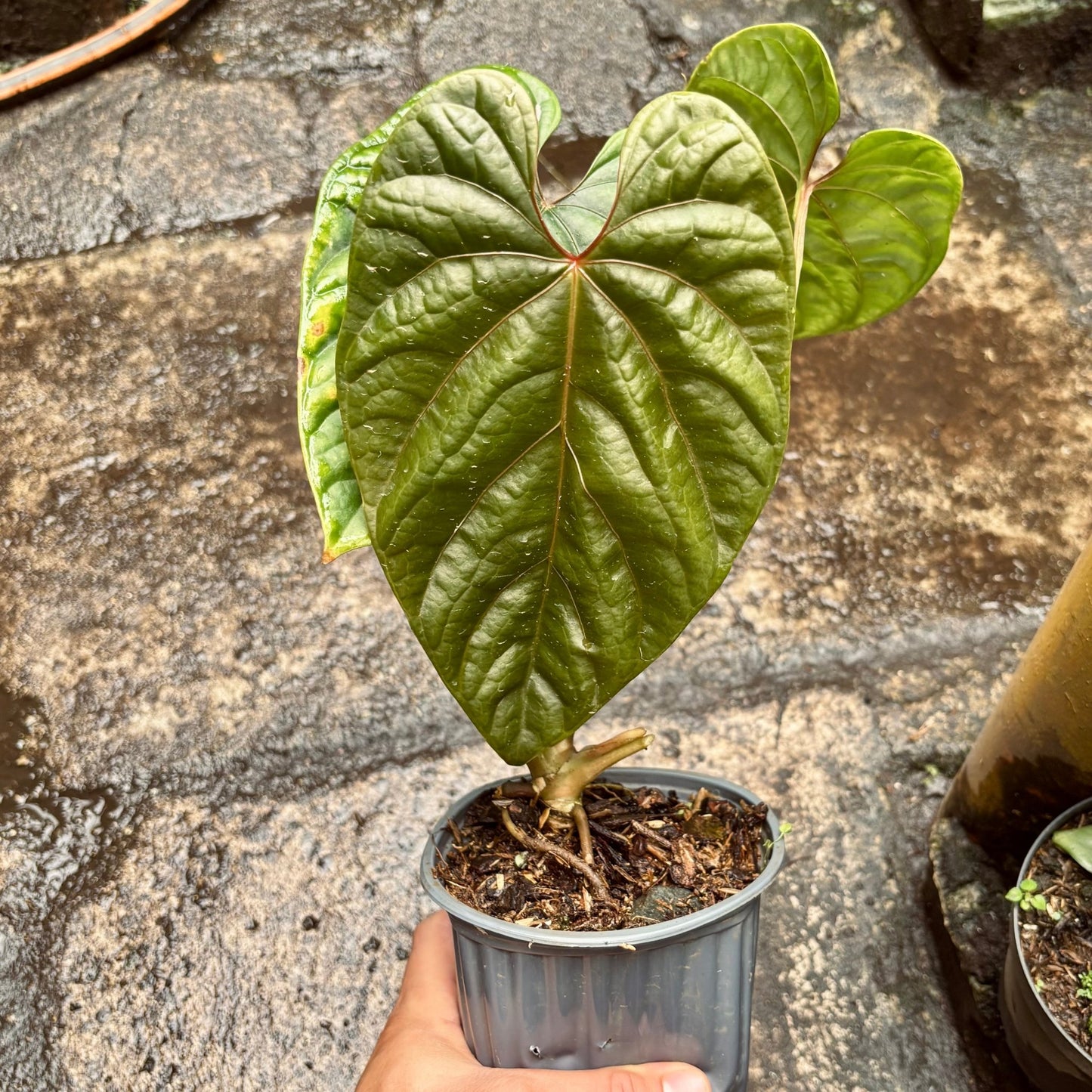 Anturio Debilis - Vivero Florecer