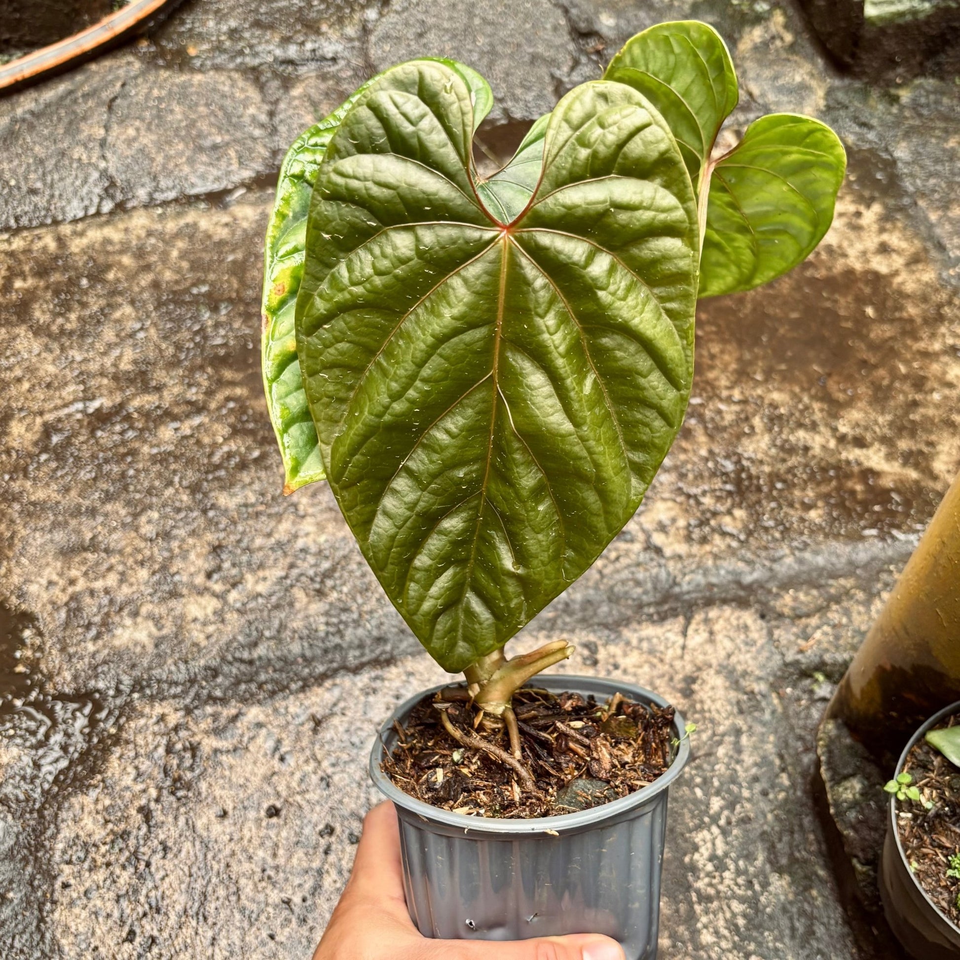 Anturio Debilis - Vivero Florecer