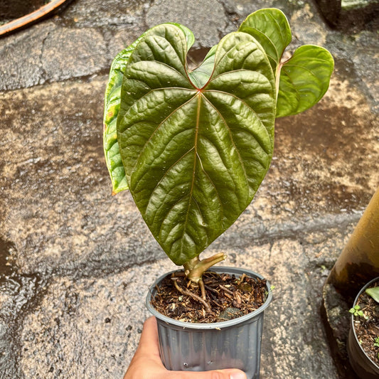 Anturio Debilis - Vivero Florecer