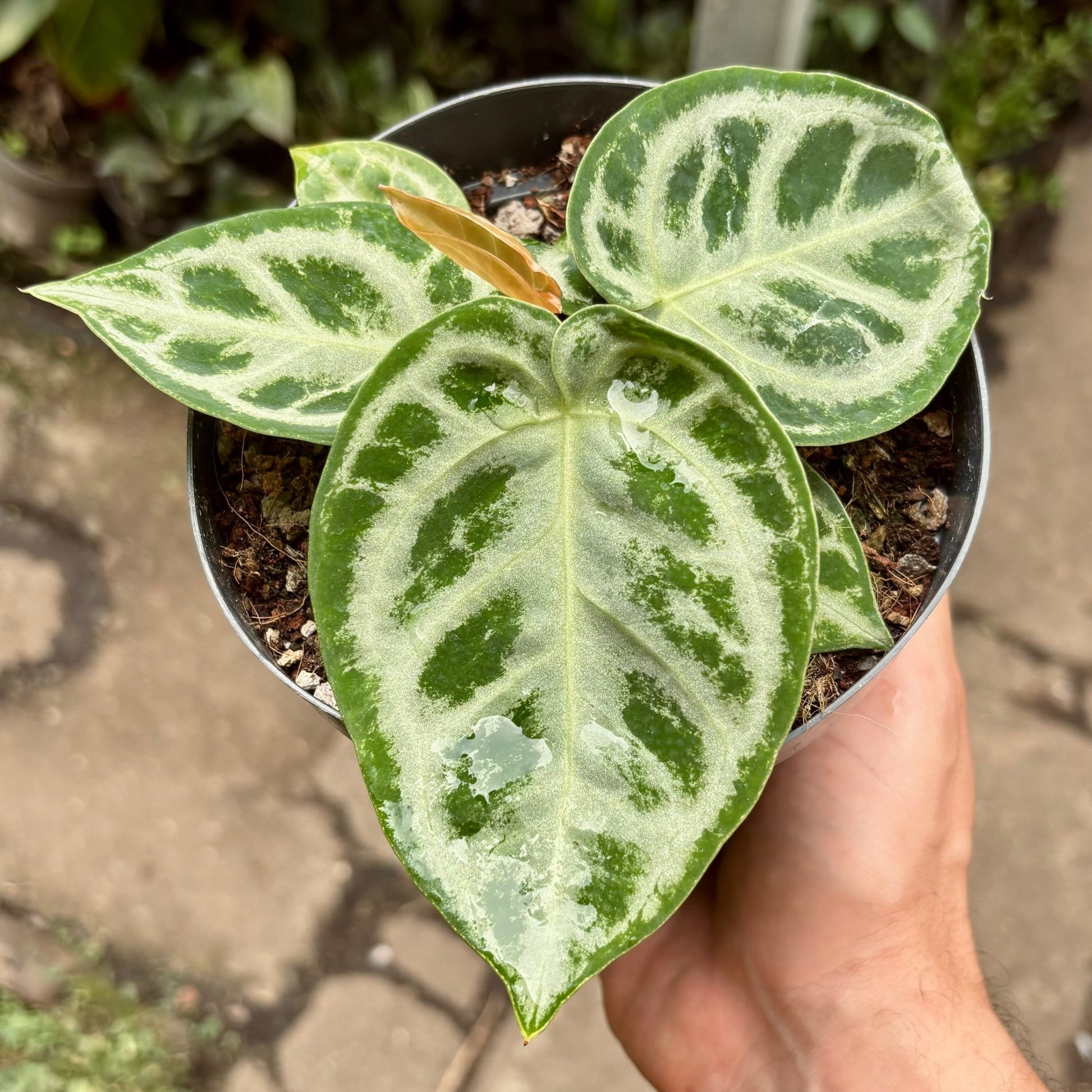 Anturio Dorayaki - Vivero Florecer
