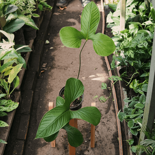 Anturio Draconopterum - Vivero Florecer
