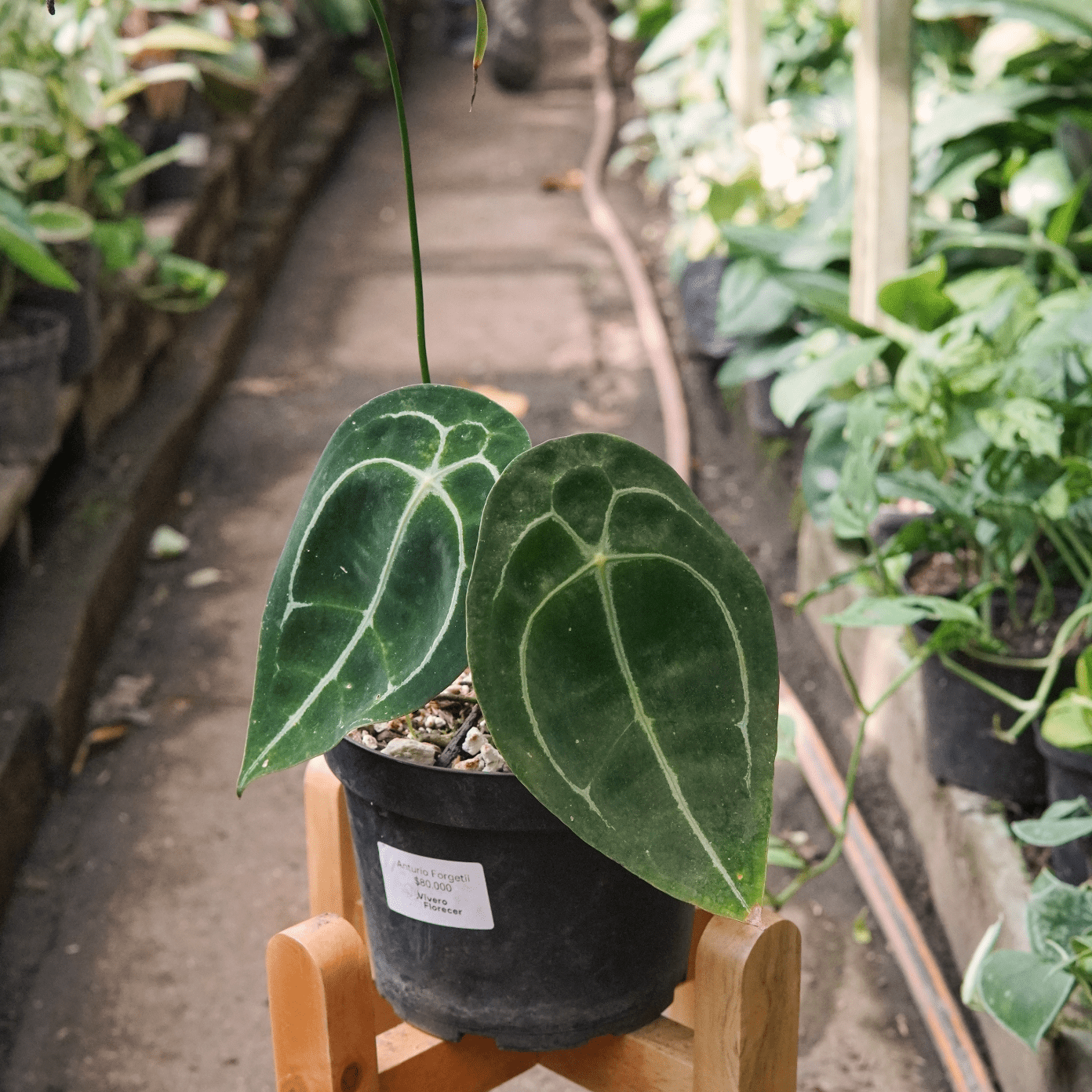 Anturio Forgetii - Vivero Florecer