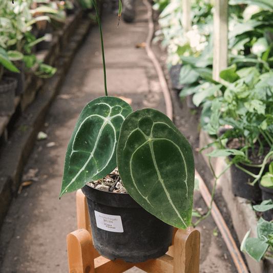 Anturio Forgetii - Vivero Florecer