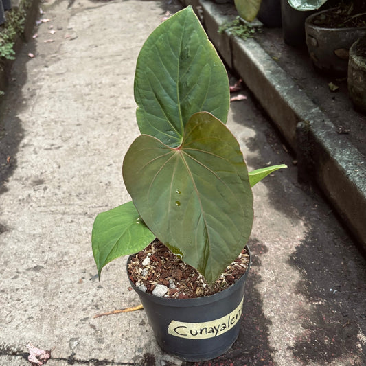 Anturio Kunayalense - Vivero Florecer