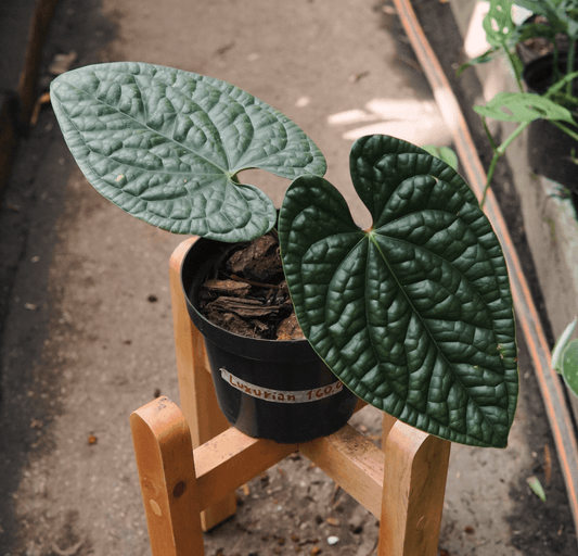 Anturio Luxurians - Vivero Florecer