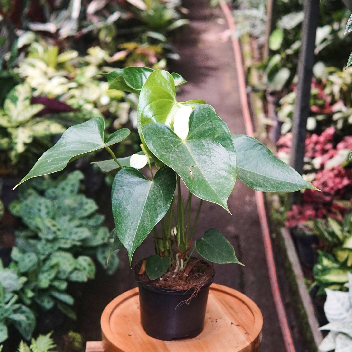 Anturio Martillado Blanco - Vivero Florecer