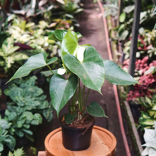 Anturio Martillado Blanco - Vivero Florecer