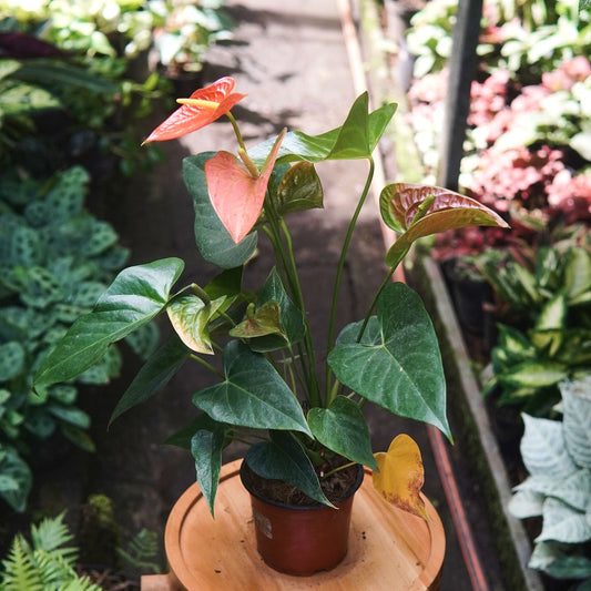 Anturio Martillado Naranja - Vivero Florecer