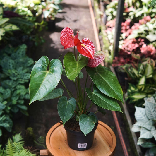 Anturio Martillado Rojo - Vivero Florecer