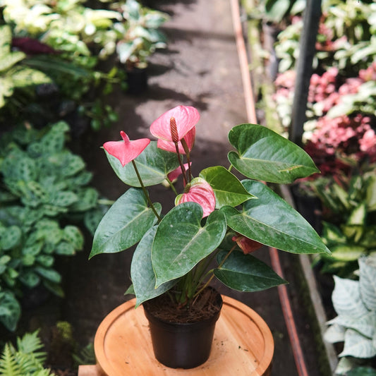 Anturio Martillado Rosa - Vivero Florecer