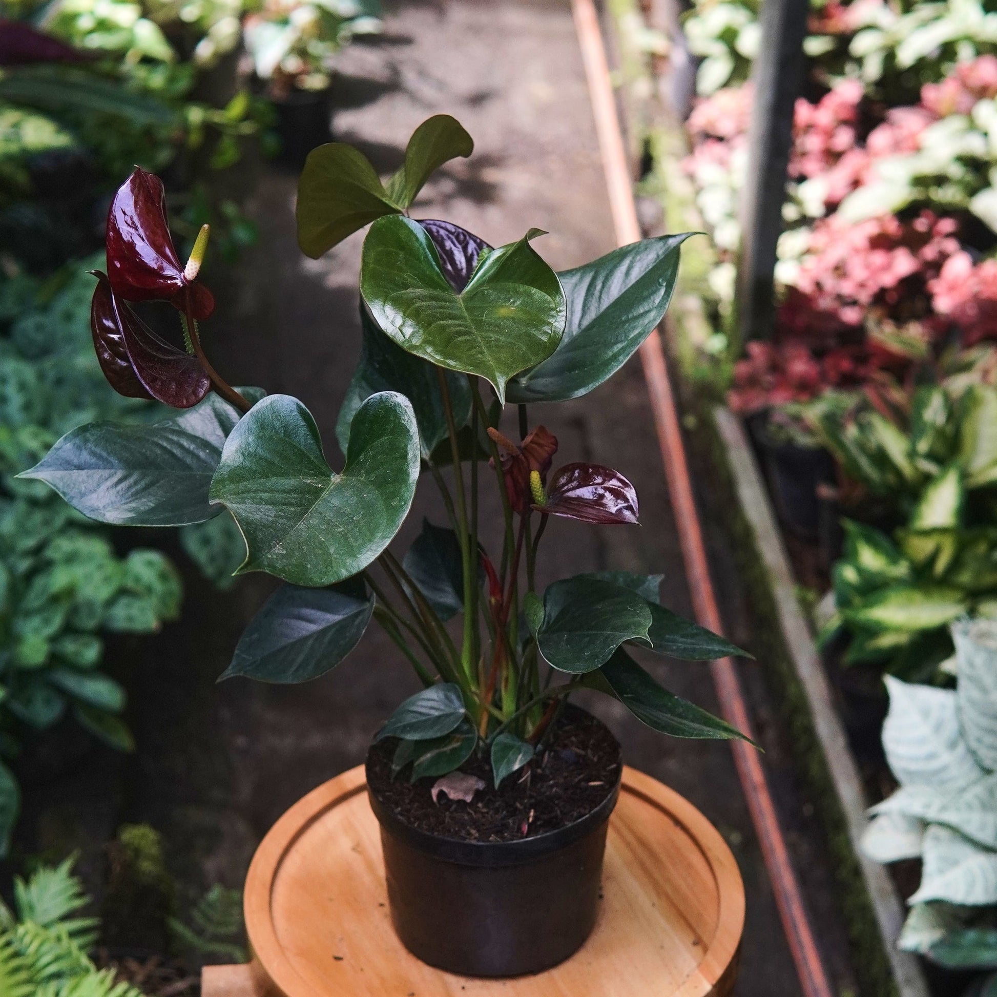 Anturio Martillado Vinotinto - Vivero Florecer