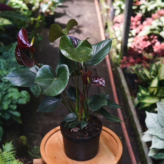 Anturio Martillado Vinotinto - Vivero Florecer