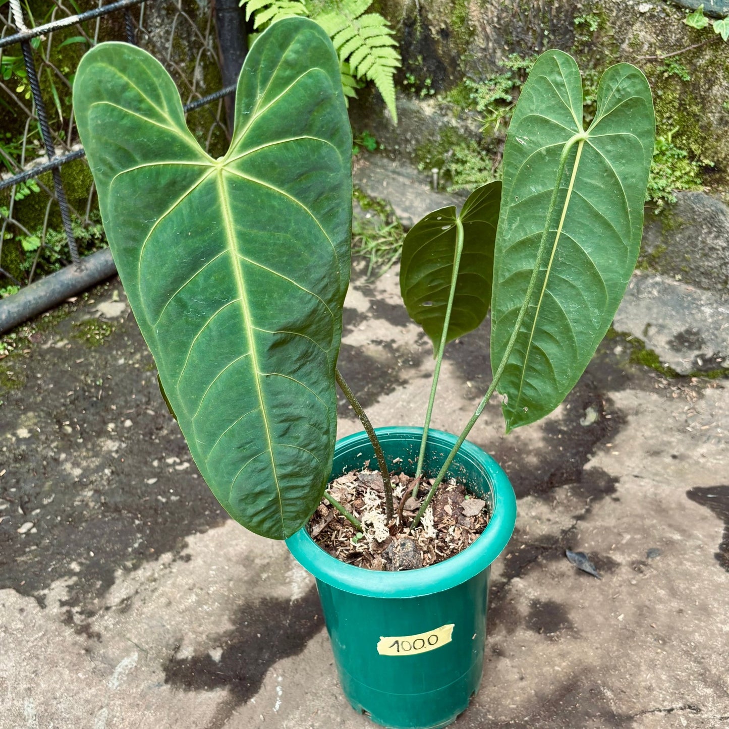Anturio Metallicum - Vivero Florecer
