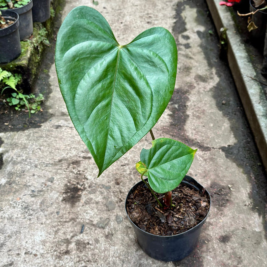 Anturio Moodeanum - Vivero Florecer