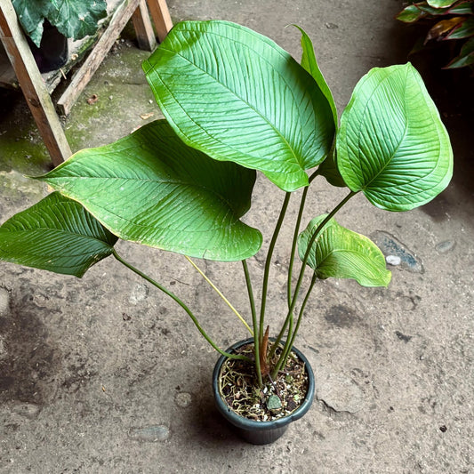 Anturio Ovatifolium - Vivero Florecer