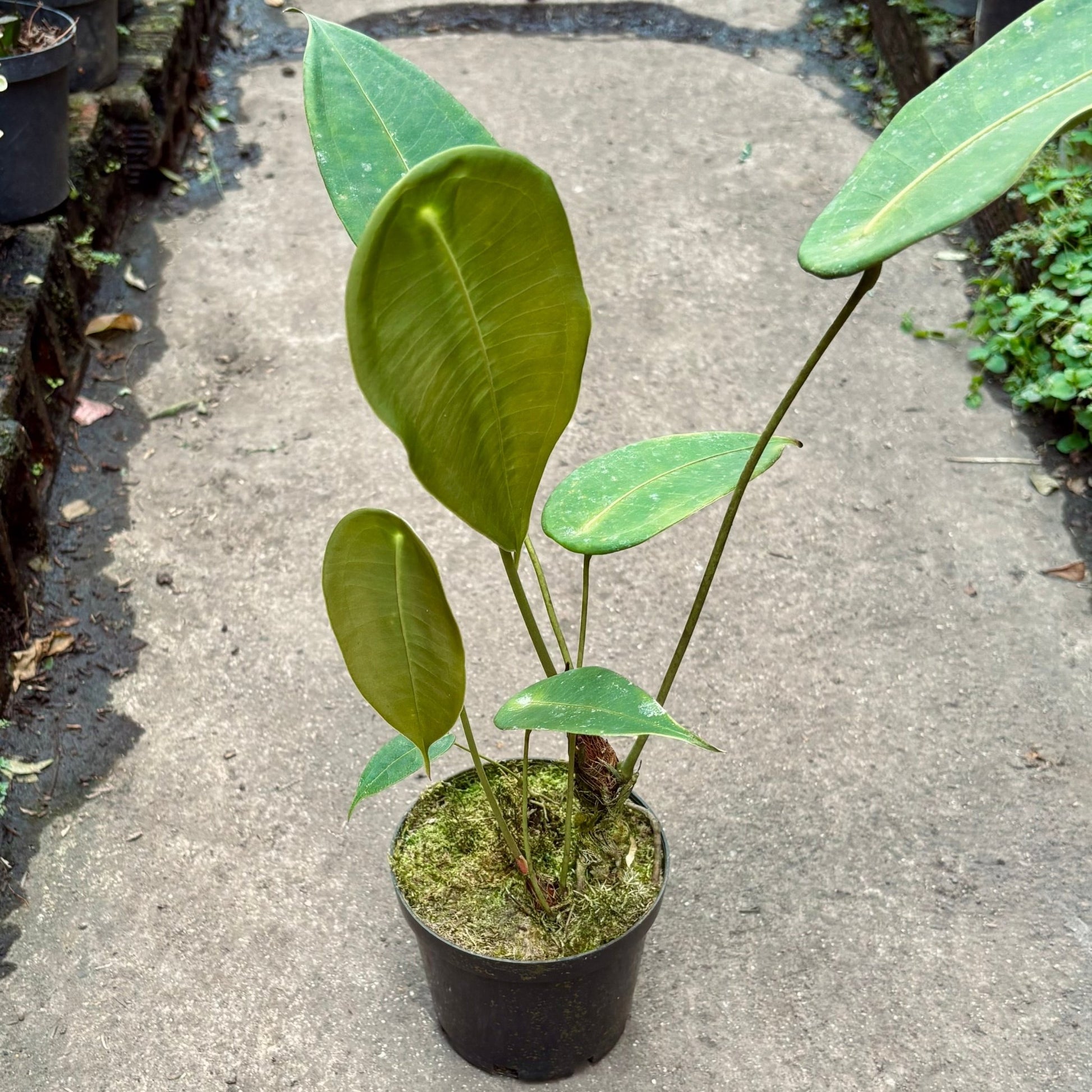 Anturio Peltigerum - Vivero Florecer