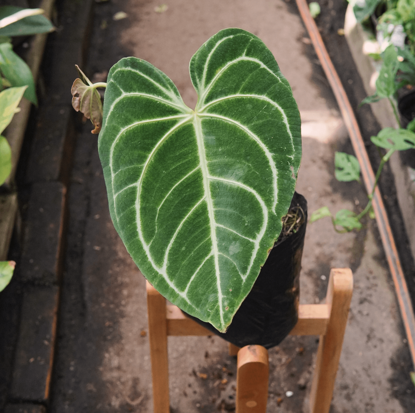 Anturio Regale - Vivero Florecer