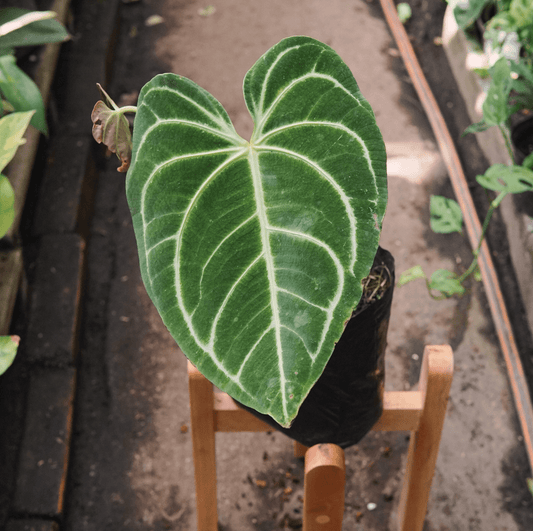 Anturio Regale - Vivero Florecer