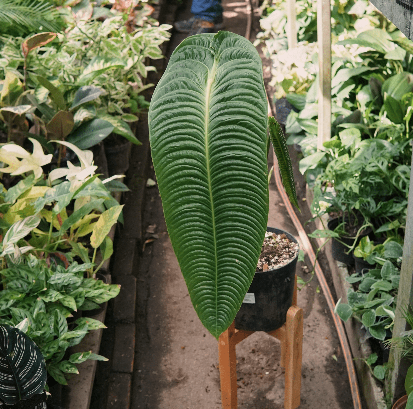 Anturio Rey Veitchii - Vivero Florecer