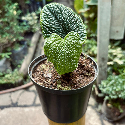Anturio Splendidum - Vivero Florecer