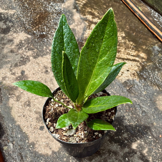 Anturio Superbum - Vivero Florecer