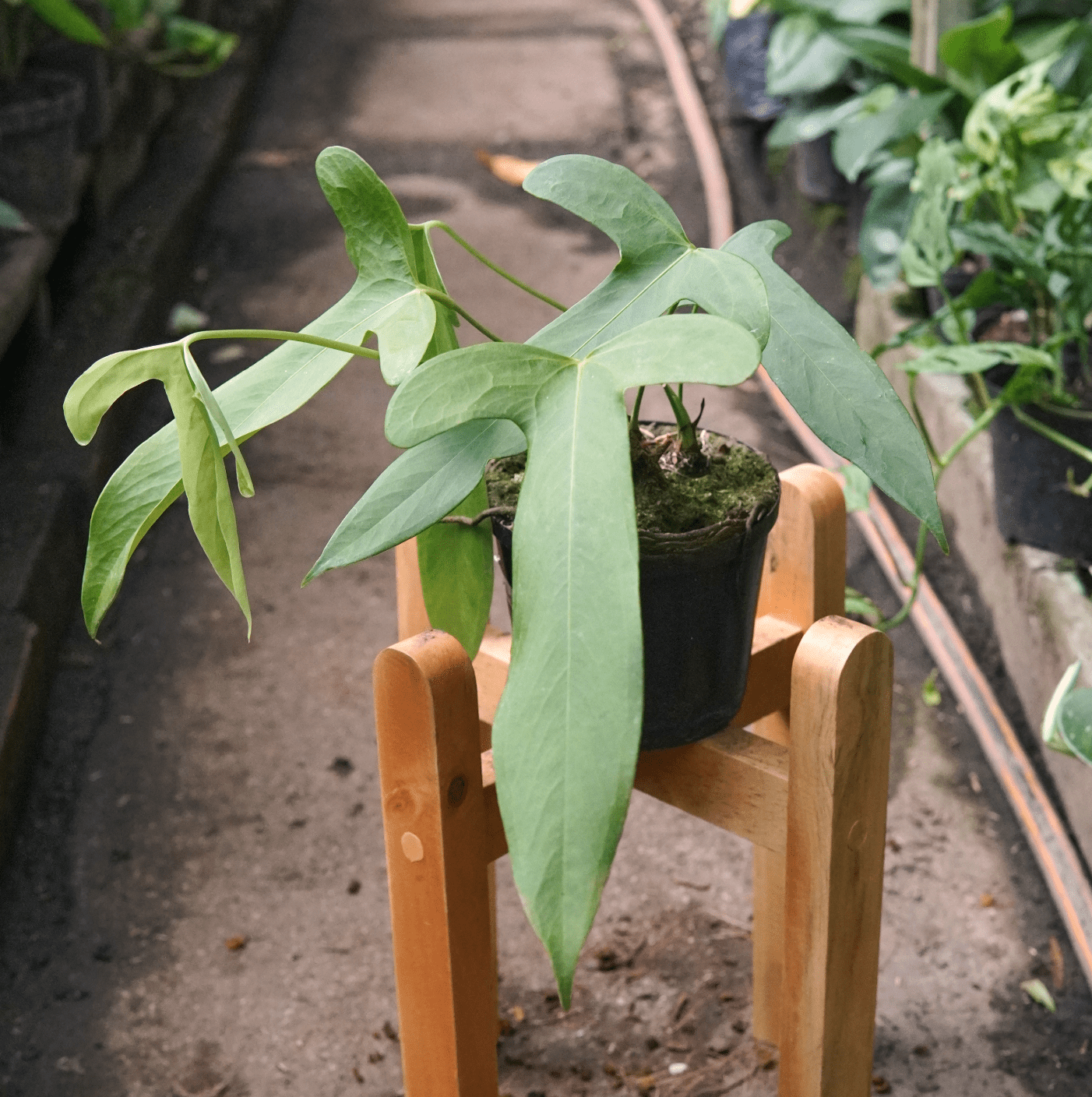 Anturio Trilobum - Vivero Florecer