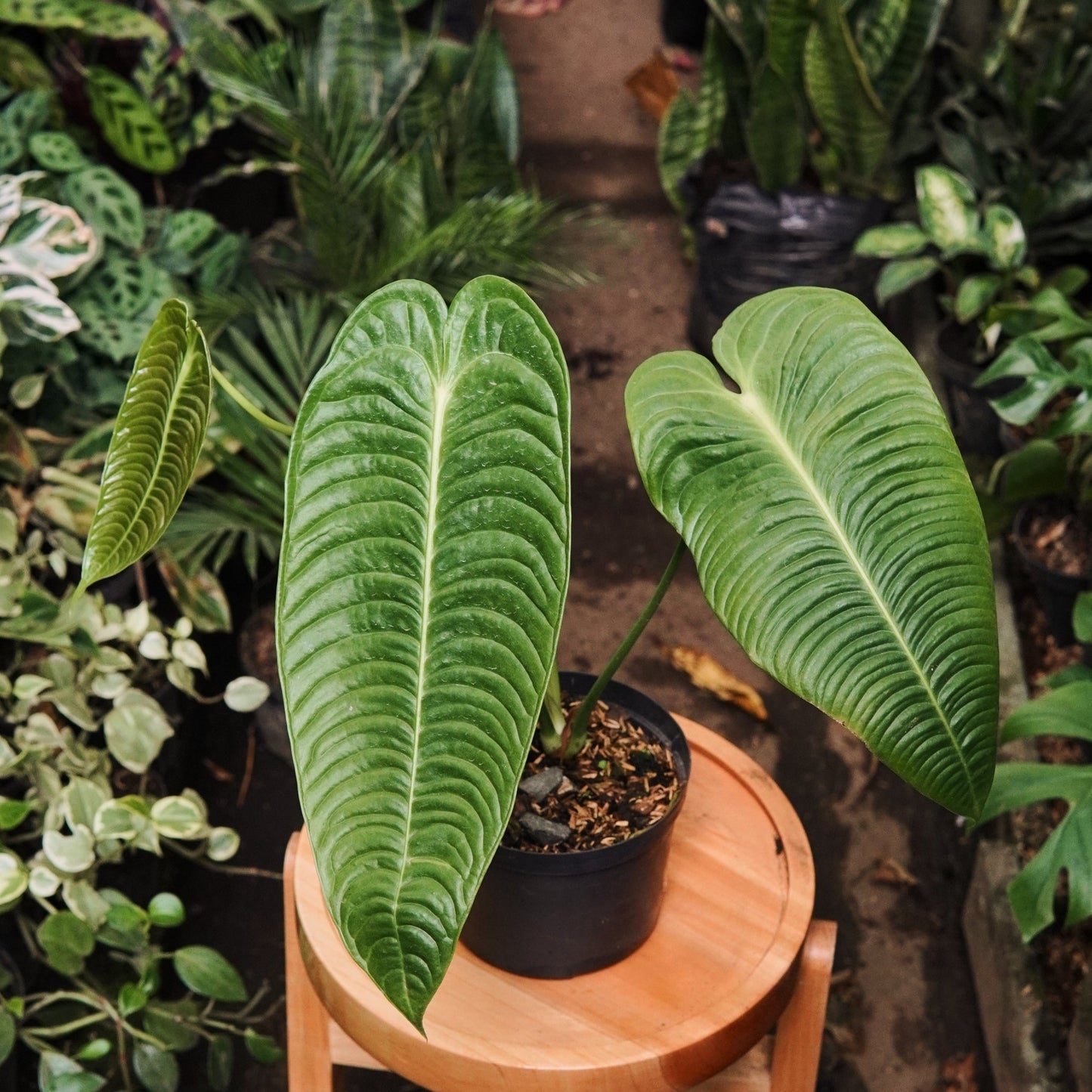 Anturio Veitchii - Vivero Florecer