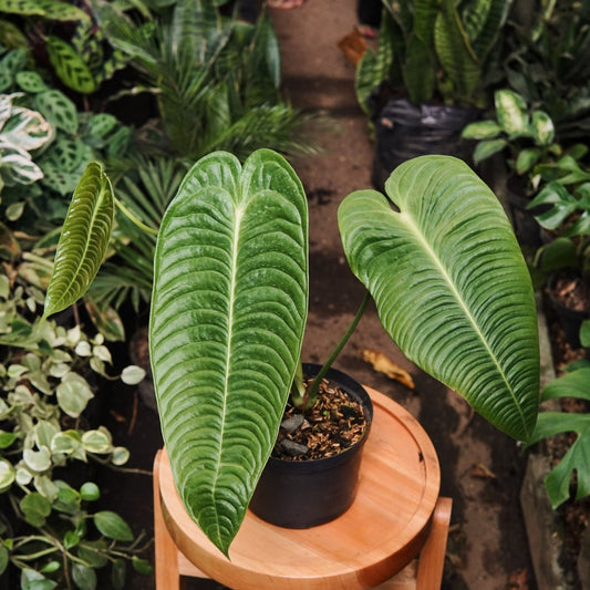 Anturio Veitchii - Vivero Florecer