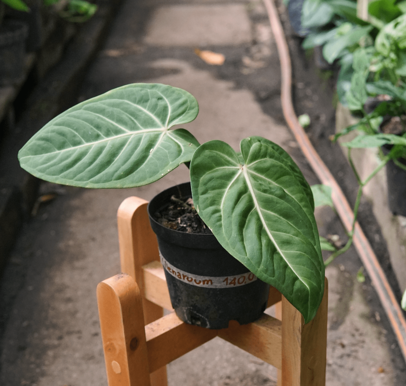 Anturio Villenaorum - Vivero Florecer