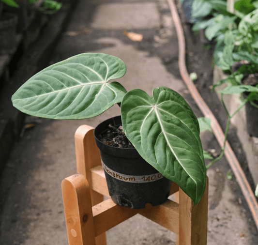 Anturio Villenaorum - Vivero Florecer