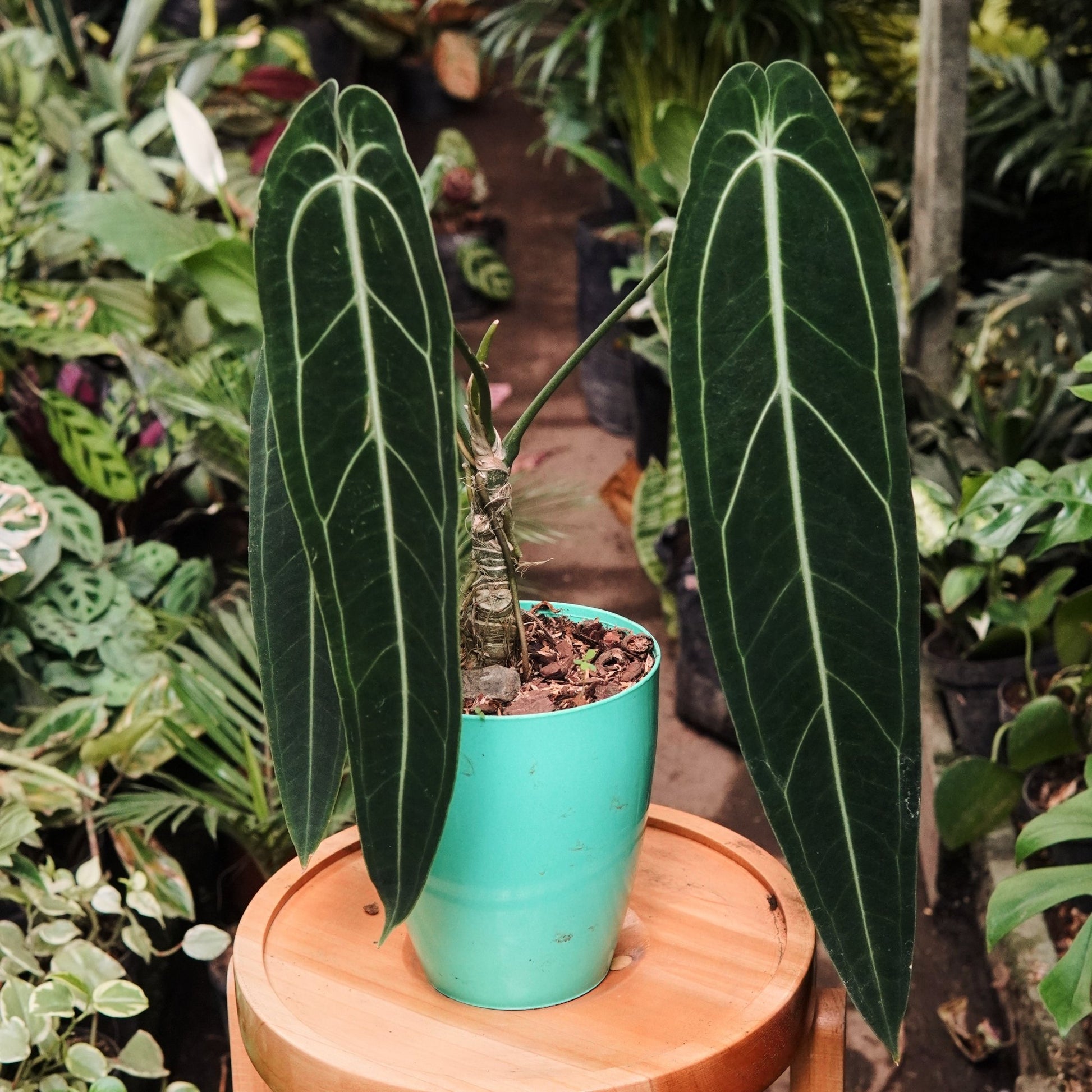 Anturio Warocqueanum - Vivero Florecer