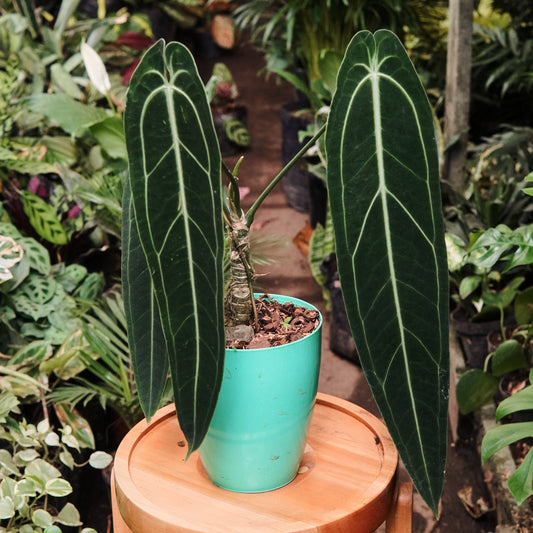 Anturio Warocqueanum - Vivero Florecer