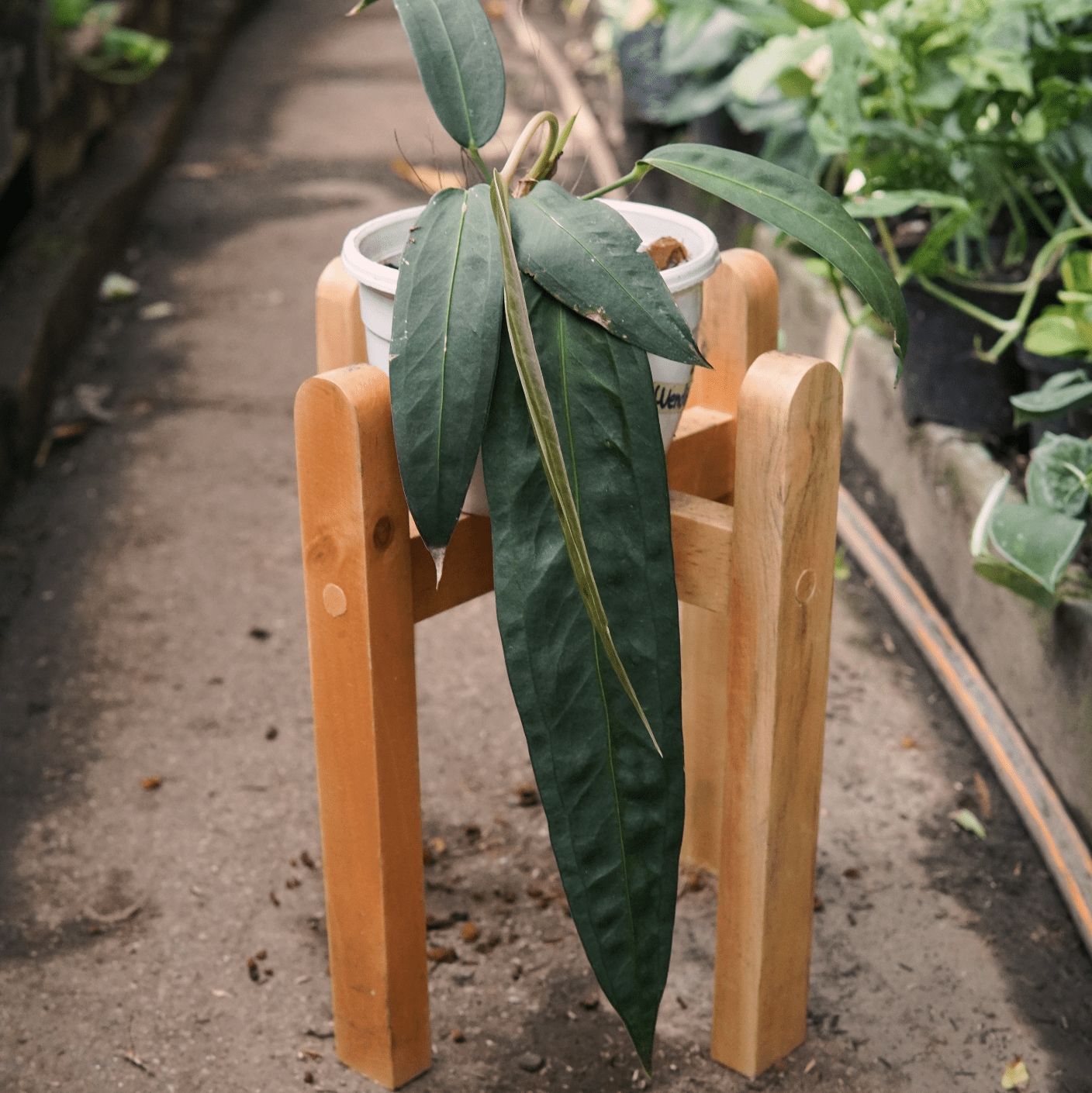 Anturio Wendlingeri - Vivero Florecer