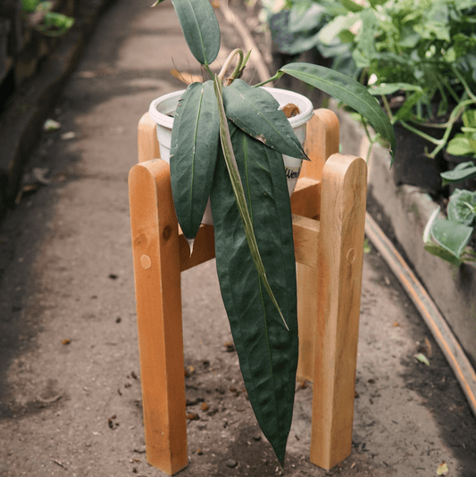 Anturio Wendlingeri - Vivero Florecer
