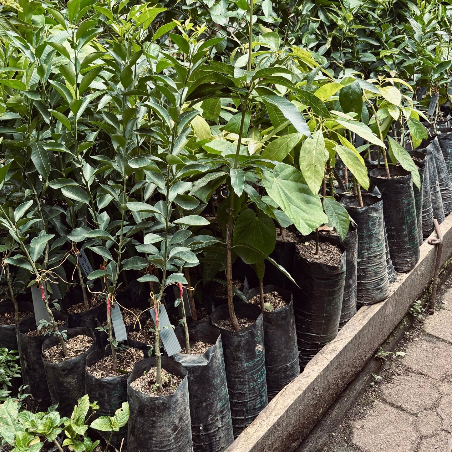 Árboles frutales - Vivero Florecer
