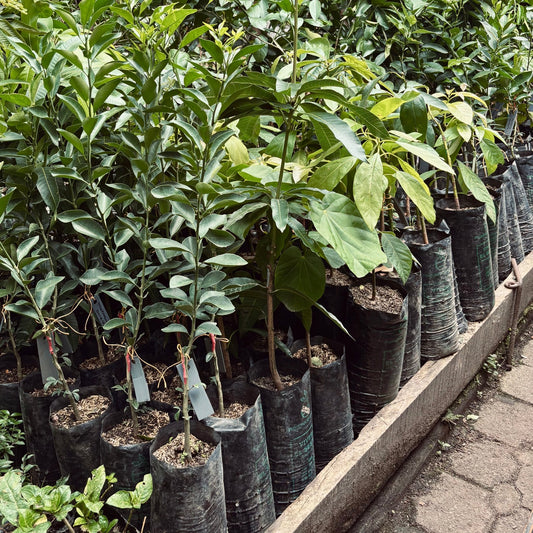Árboles frutales - Vivero Florecer