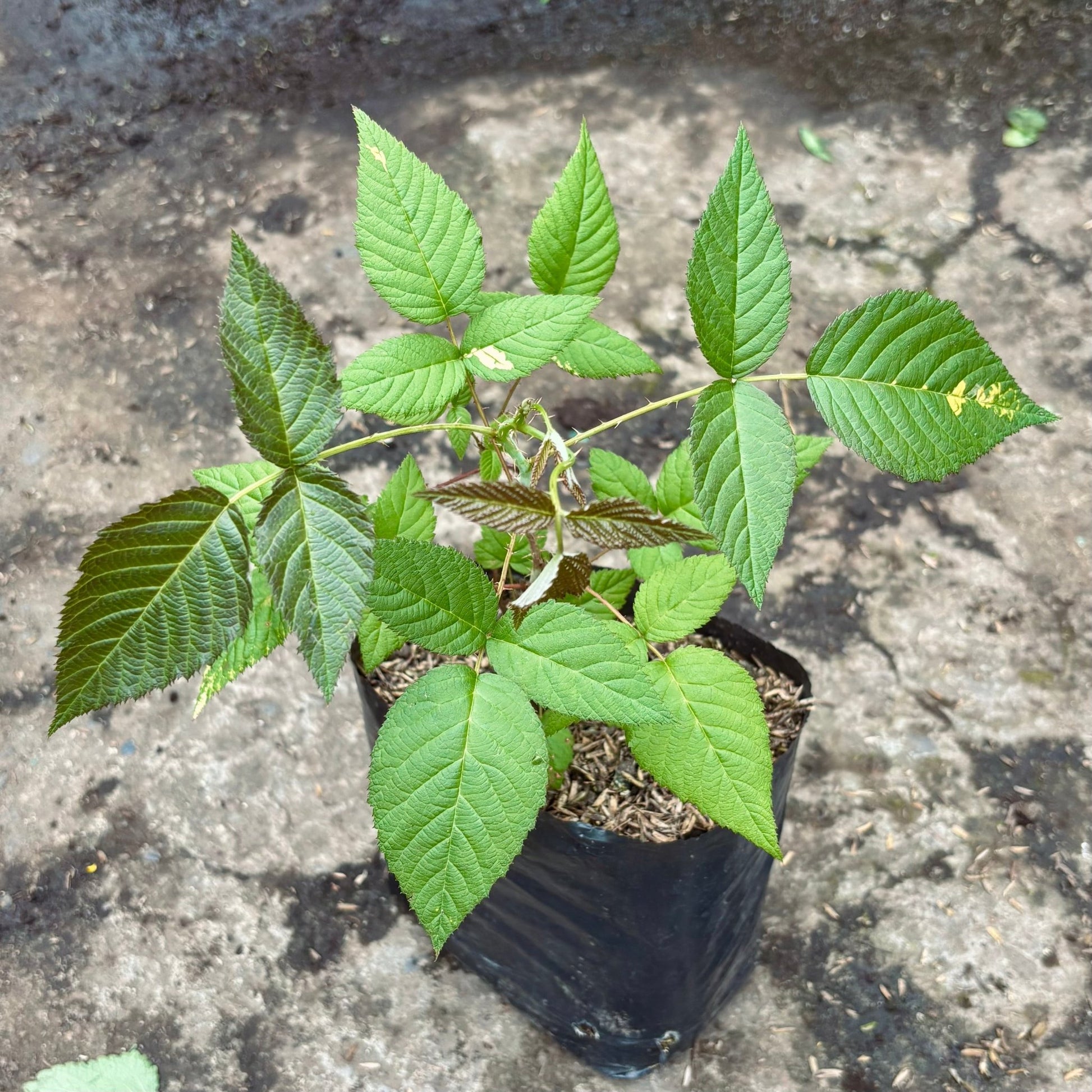 Arbustos Frutales - Vivero Florecer