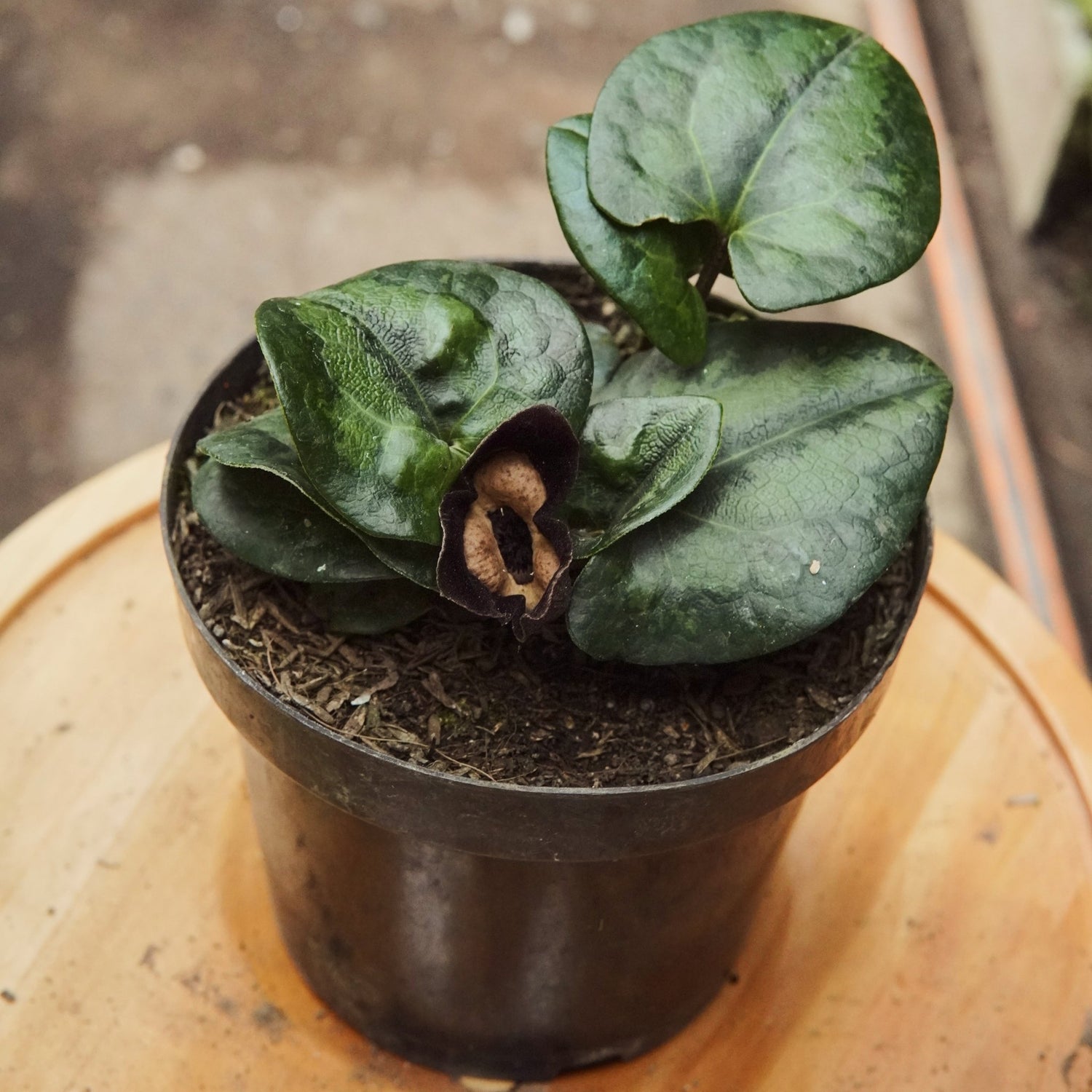 Asarum Maximum Panda - Vivero Florecer