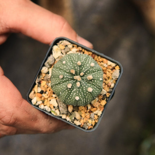 Astrophytum Asterias - Vivero Florecer
