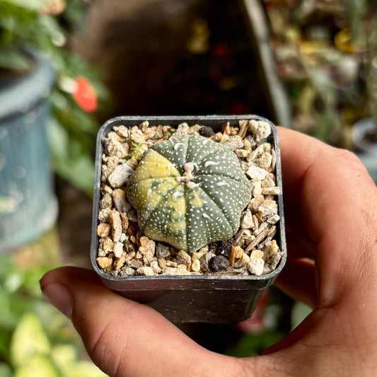 Astrophytum Asterias Star Shape Variegata - Vivero Florecer