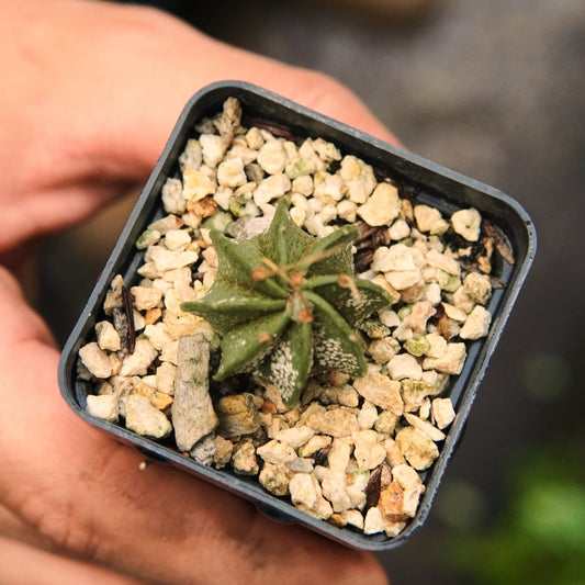 Astrophytum Capricorne Var. Niveum - Vivero Florecer
