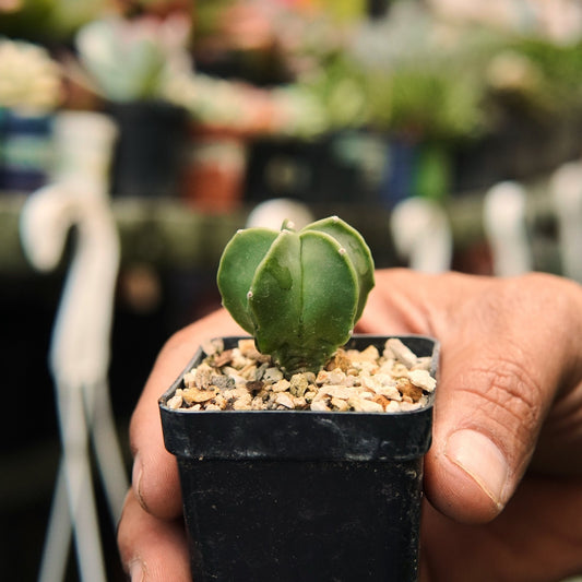 Astrophytum Myriostigma - Vivero Florecer