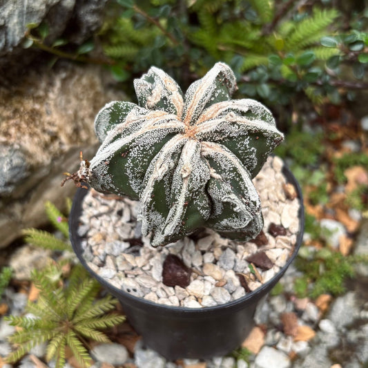 Astrophytum Myriostigma Fukuryu Prolífico - Vivero Florecer