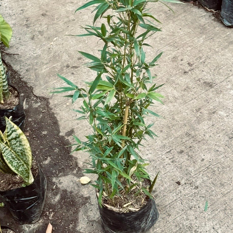 Bambú - Vivero Florecer