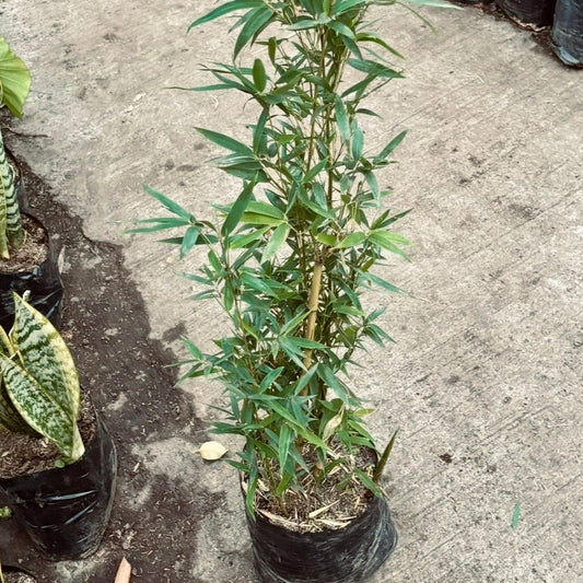 Bambú - Vivero Florecer