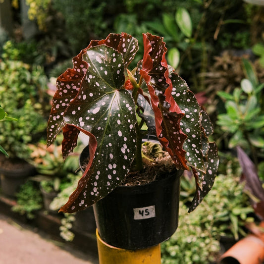 Begonia Cracklin Rosie - Vivero Florecer