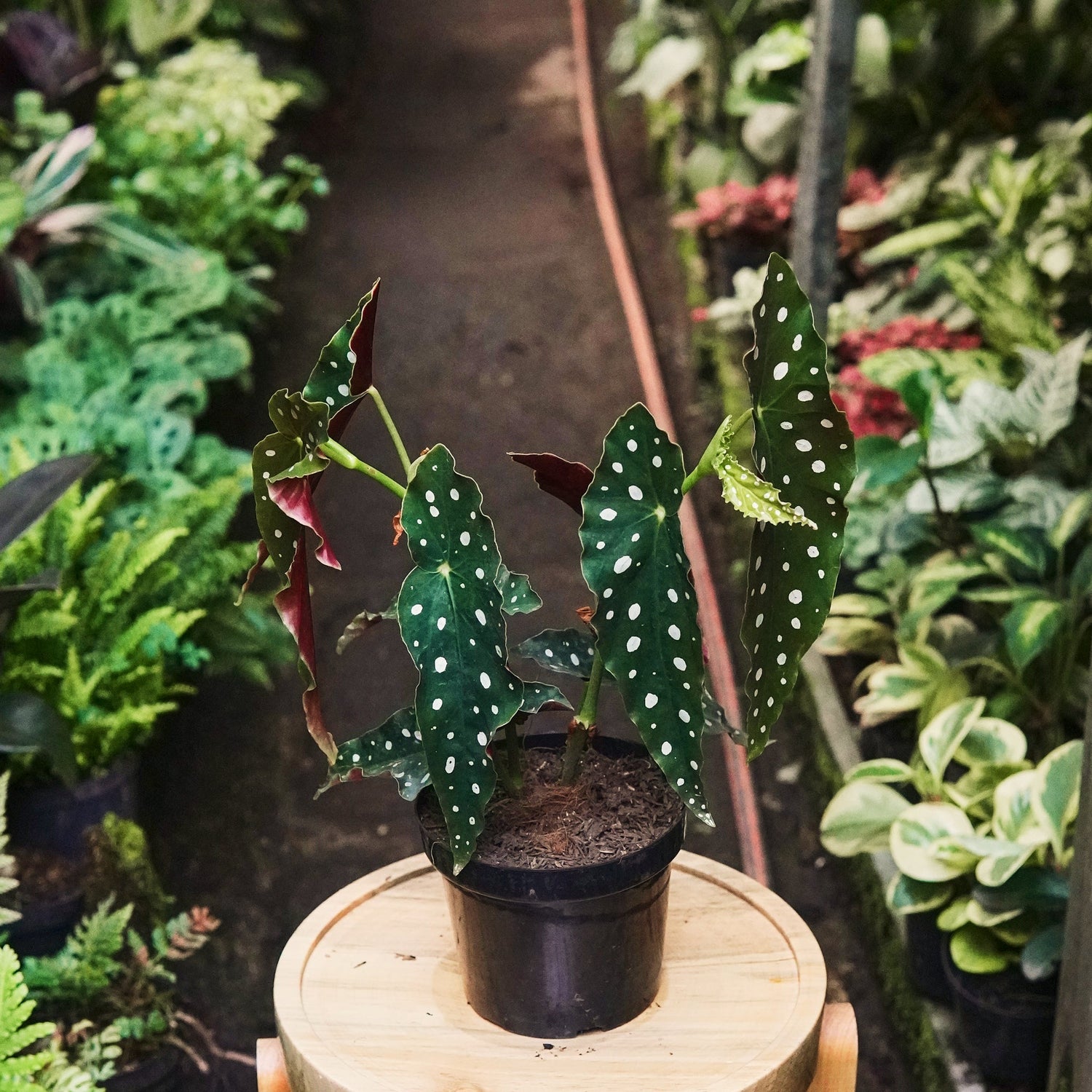 Begonia Maculata - Vivero Florecer